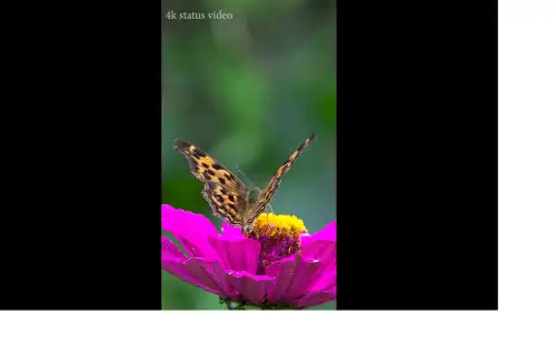 Motivational Butterfly Motivational Video