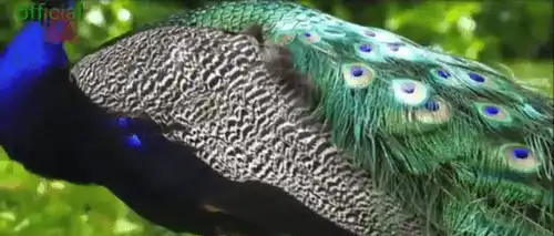 Asadhi Bij Video Status-Asadhi Bij Special Video Status-Asadhi Bij Festival